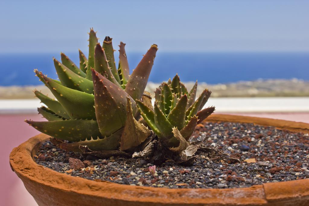 Nectarios Villa - Studios & Suites Adults Only Fira  Rum bild